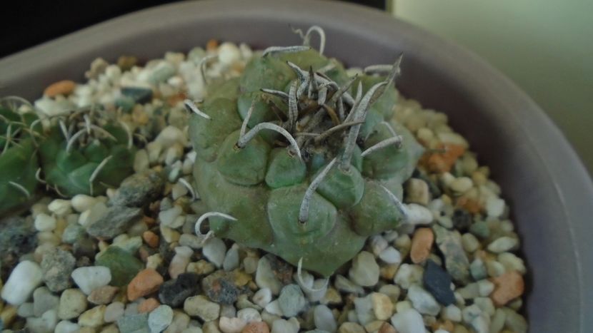 Turbinicarpus macrochele v. screvispinum - Cactusi 2020 - catalogare 3