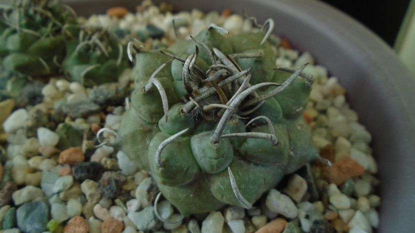 Turbinicarpus macrochele v. screvispinum - Cactusi 2020 - catalogare 3
