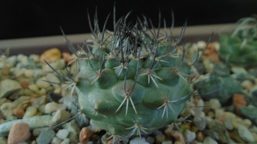 Turbinicarpus viereckii - Cactusi 2020 - catalogare 3