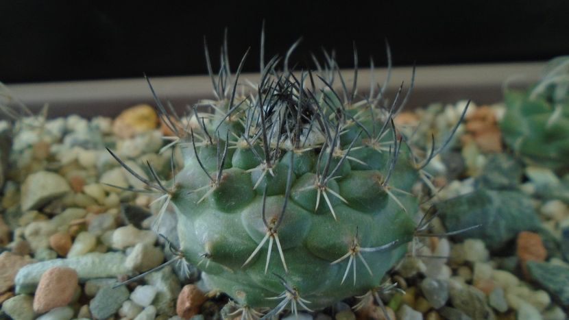 Turbinicarpus viereckii - Cactusi 2020 - catalogare 3