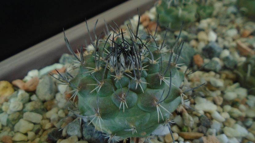 Turbinicarpus viereckii - Cactusi 2020 - catalogare 3