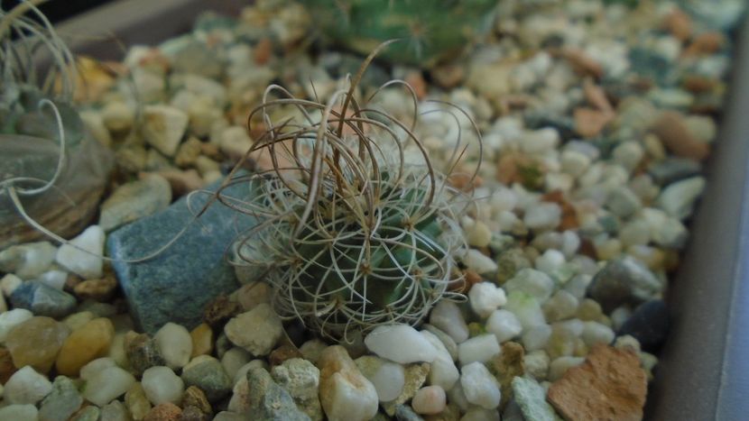 Turbinicarpus graminispinus - Cactusi 2020 - catalogare 3