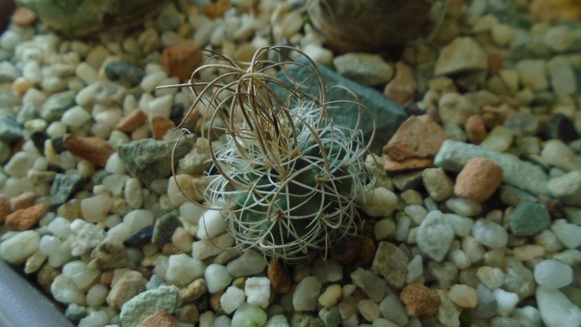 Turbinicarpus graminispinus - Cactusi 2020 - catalogare 3