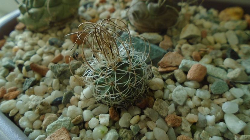 Turbinicarpus graminispinus - Cactusi 2020 - catalogare 3