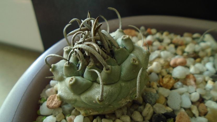 Turbinicarpus schwarzii v. rubriflorus - Cactusi 2020 - catalogare 3