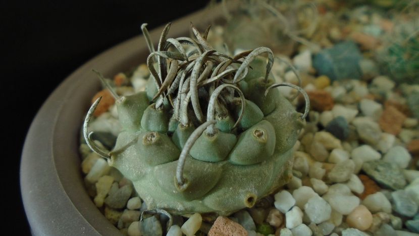 Turbinicarpus schwarzii v. rubriflorus - Cactusi 2020 - catalogare 3
