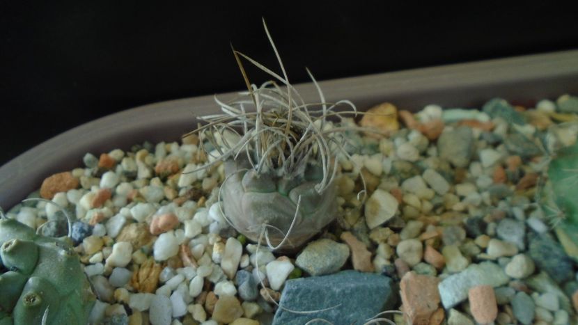 Turbinicarpus macrochele v. kupcakii - Cactusi 2020 - catalogare 3