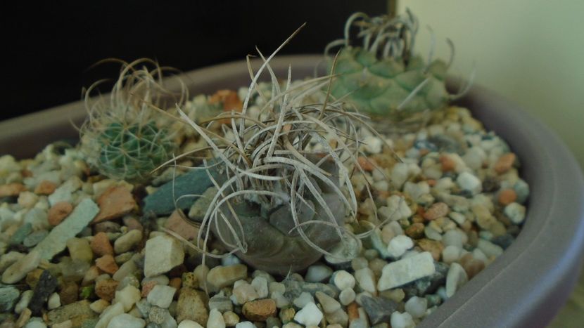 Turbinicarpus macrochele v. kupcakii - Cactusi 2020 - catalogare 3