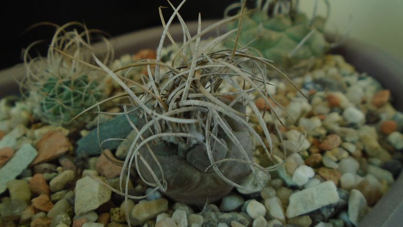 Turbinicarpus macrochele v. kupcakii - Cactusi 2020 - catalogare 3
