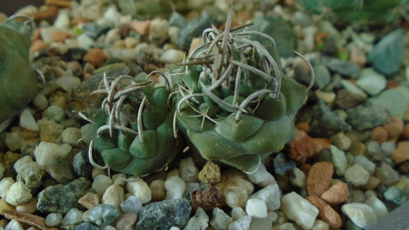 Turbinicarpus pachystele - Cactusi 2020 - catalogare 3