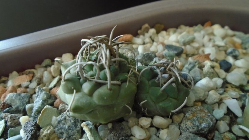 Turbinicarpus pachystele - Cactusi 2020 - catalogare 3