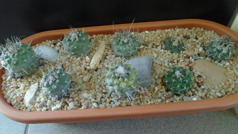 Grup de 8 Turbinicarpus - Cactusi 2020 - catalogare 3