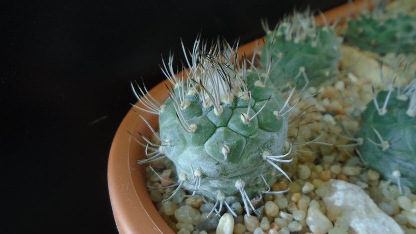 Turbinicarpus hibrid 1 - Cactusi 2020 - catalogare 3