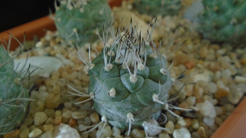 Turbinicarpus hibrid 2 - Cactusi 2020 - catalogare 3