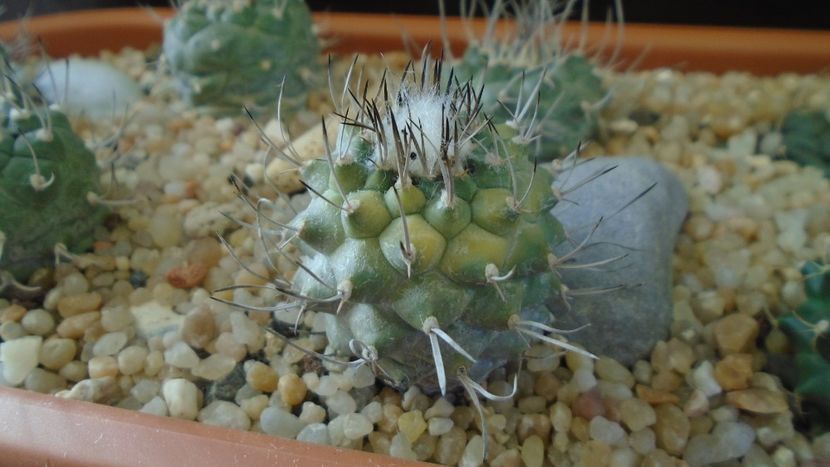 Turbinicarpus hibrid 3 variegat - Cactusi 2020 - catalogare 3