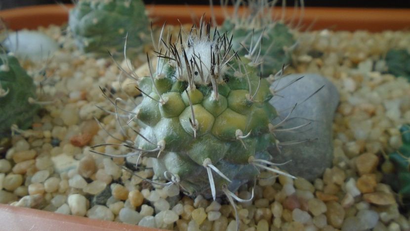 Turbinicarpus hibrid 3 variegat - Cactusi 2020 - catalogare 3