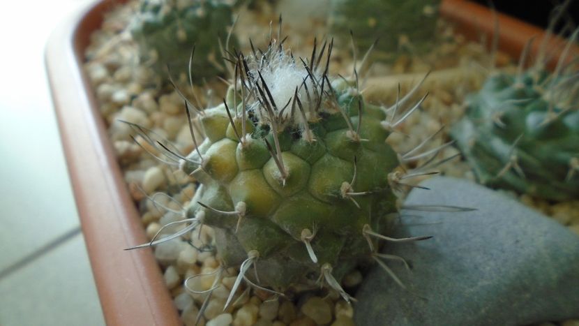 Turbinicarpus hibrid 3 variegat - Cactusi 2020 - catalogare 3