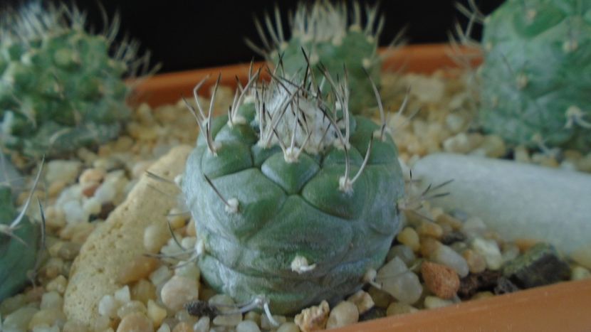 Turbinicarpus hibrid 4 - Cactusi 2020 - catalogare 3