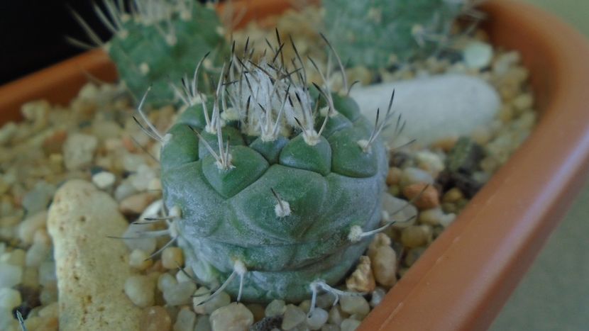 Turbinicarpus hibrid 4 - Cactusi 2020 - catalogare 3