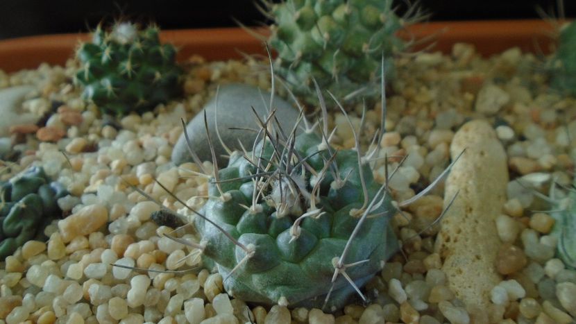 Turbinicarpus hibrid 5 - Cactusi 2020 - catalogare 3