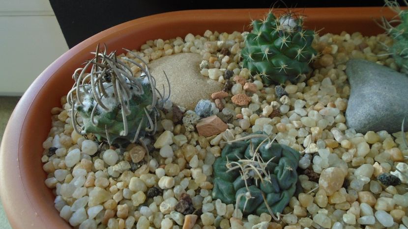Grup de 3 Turbinicarpus - Cactusi 2020 - catalogare 3