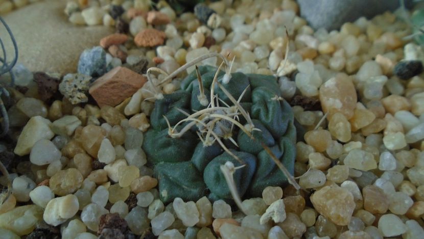 Turbinicarpus bonatzii - Cactusi 2020 - catalogare 3