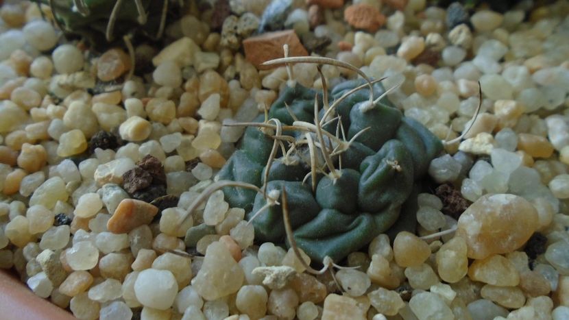 Turbinicarpus bonatzii - Cactusi 2020 - catalogare 3