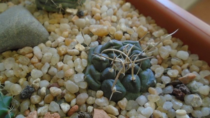Turbinicarpus bonatzii - Cactusi 2020 - catalogare 3
