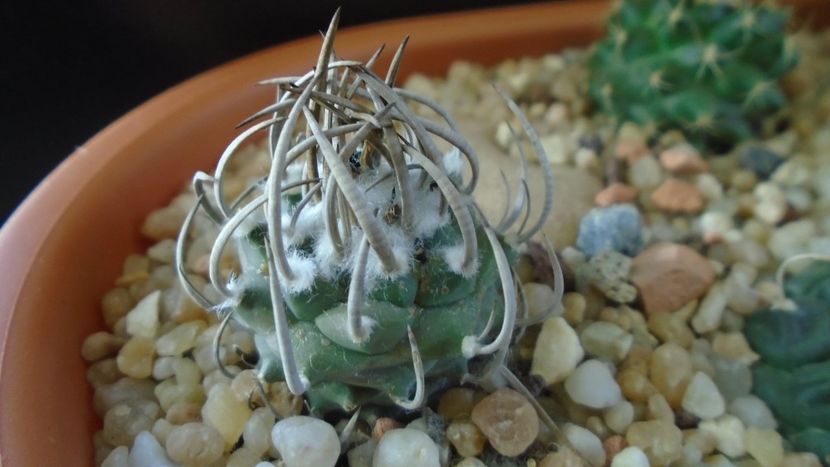 Turbinicarpus klinkerianus - Cactusi 2020 - catalogare 3
