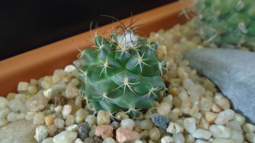 Turbinicarpus laui - Cactusi 2020 - catalogare 3
