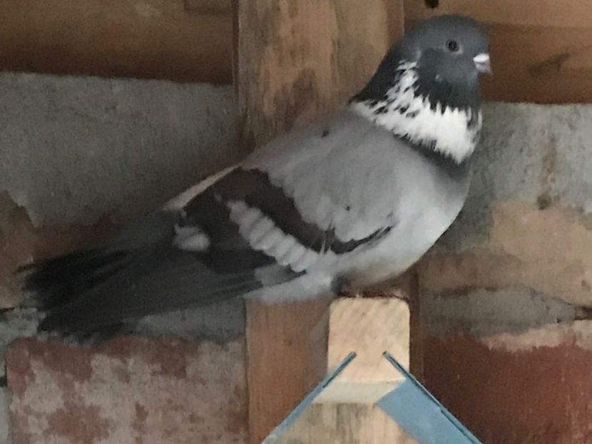 C2CD5263-2597-4432-A67A-D2DBF2ED0A91 - Panduri - nu ii mai dețin