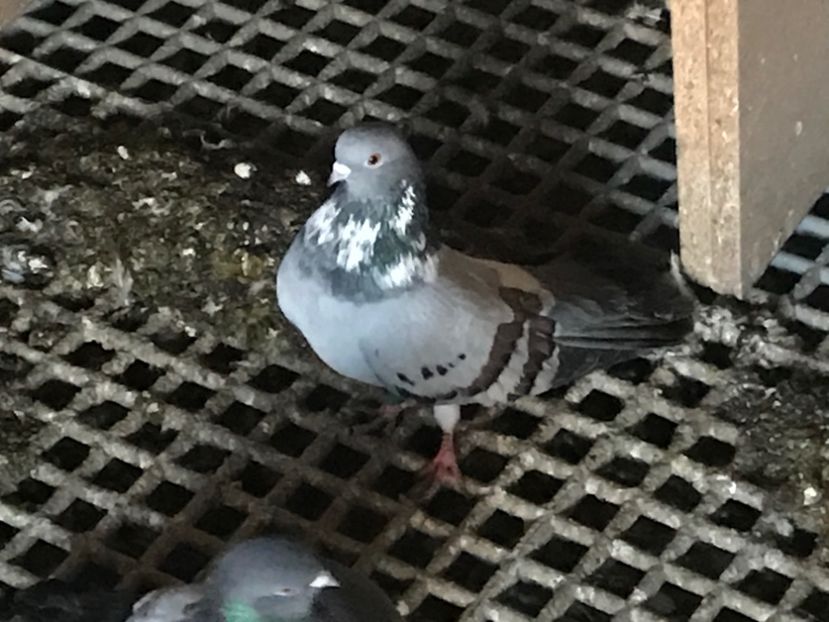 4A76FAA0-652E-44A1-A496-E520A85B41B4 - Panduri - nu ii mai dețin