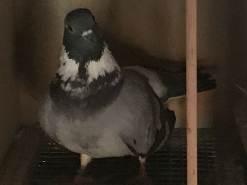 49B89271-CF31-4E06-822A-57DF12E25D99 - Panduri - nu ii mai dețin