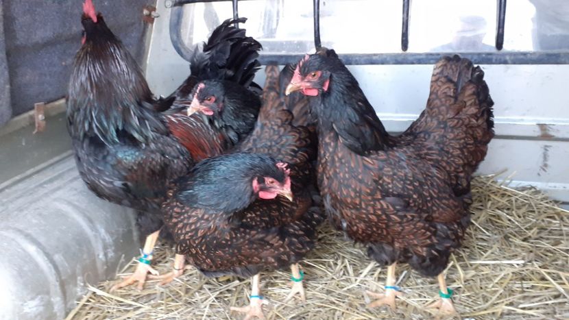  - BARNEVELDER - F2 2020