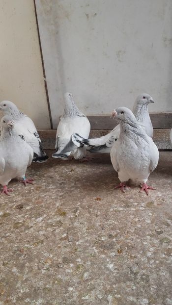  - 6 PORUMBEI LA GRAMADA