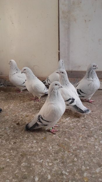  - 6 PORUMBEI LA GRAMADA