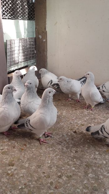  - 6 PORUMBEI LA GRAMADA