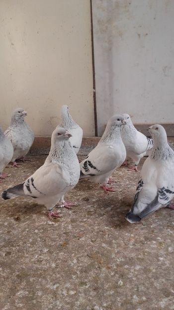  - 6 PORUMBEI LA GRAMADA