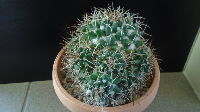 Mammillaria compressa - Cactusi 2020 - catalogare 3