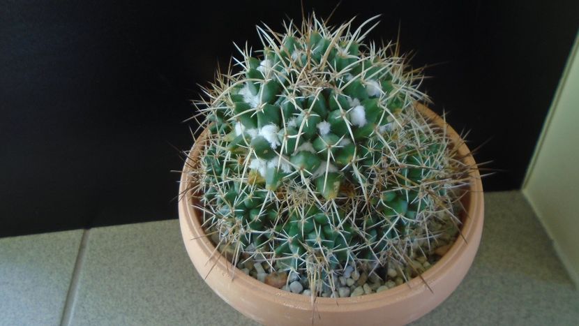 Mammillaria compressa - Cactusi 2020 - catalogare 3