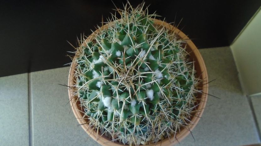 Mammillaria compressa - Cactusi 2020 - catalogare 3