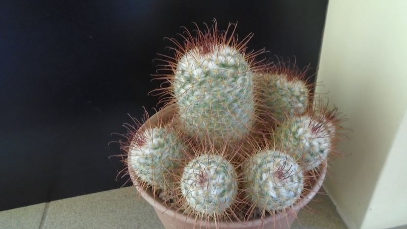 Mammillaria bombycina - Cactusi 2020 - catalogare 3