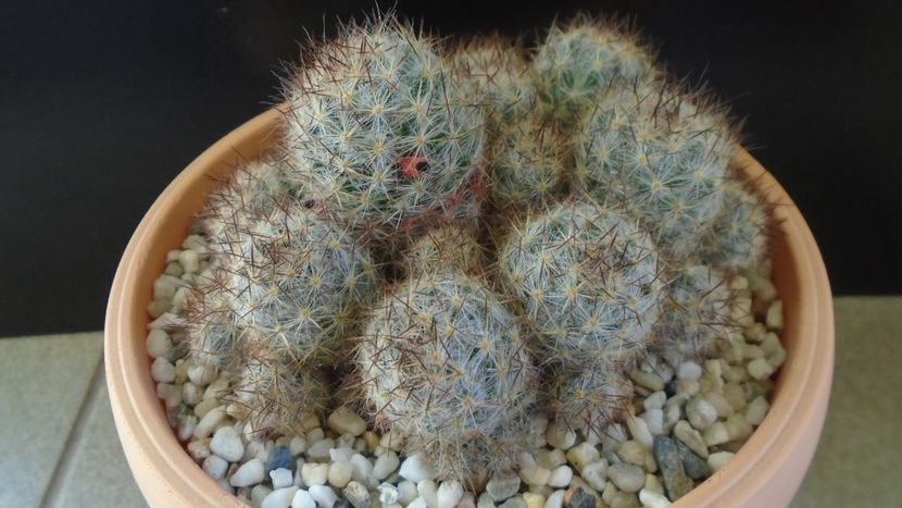 Mammillaria prolifera ssp. texana = Mammillaria prolifera ssp. multiceps - Cactusi 2020 - catalogare 3