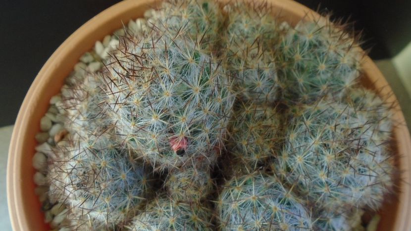 Mammillaria prolifera ssp. texana = Mammillaria prolifera ssp. multiceps - Cactusi 2020 - catalogare 3