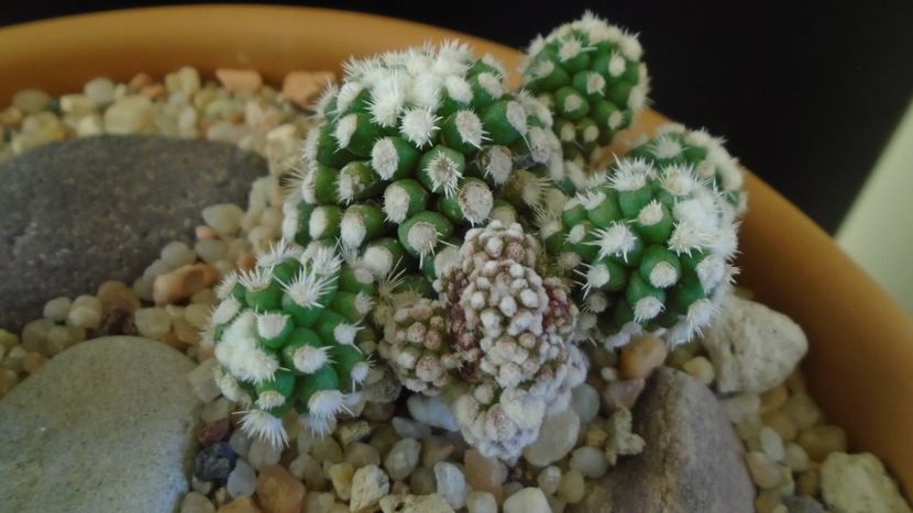 Mammillaria vetula ssp. gracilis cv. Oruga - Cactusi 2020 - catalogare 3