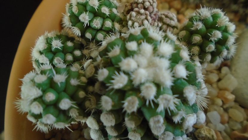 Mammillaria vetula ssp. gracilis cv. Oruga - Cactusi 2020 - catalogare 3