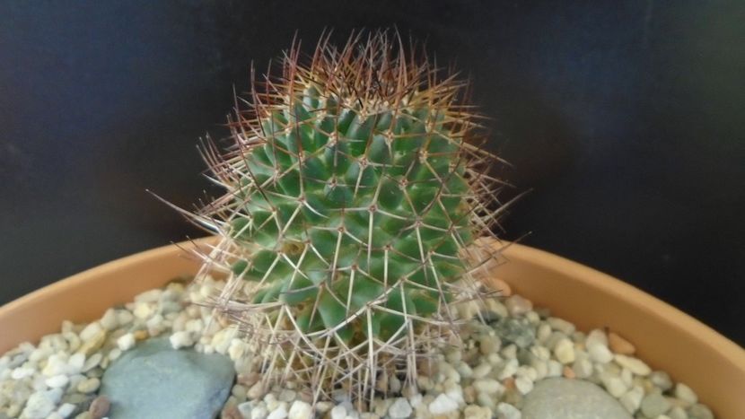 Mammillaria rhodantha - Cactusi 2020 - catalogare 3