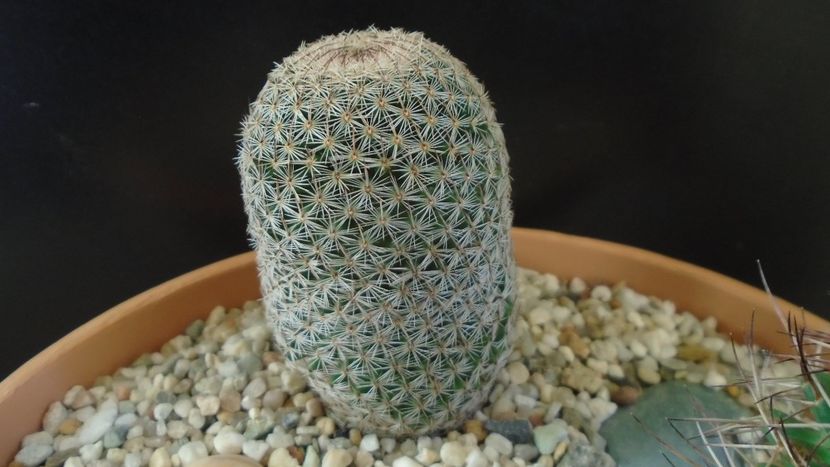 Mammillaria haageana - Cactusi 2020 - catalogare 3