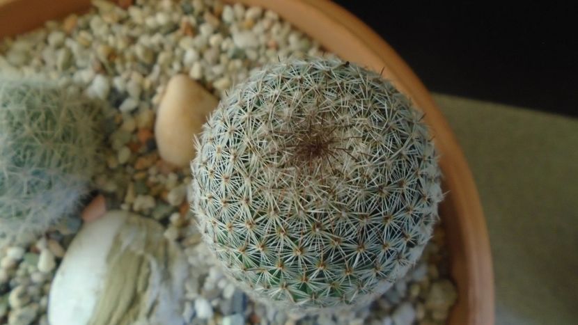 Mammillaria haageana - Cactusi 2020 - catalogare 3