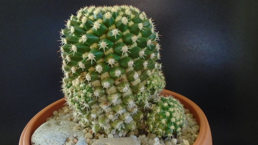 Mammillaria voburnensis ssp. eichlamii - Cactusi 2020 - catalogare 3